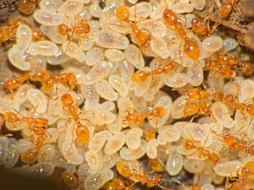 Myrmicinae